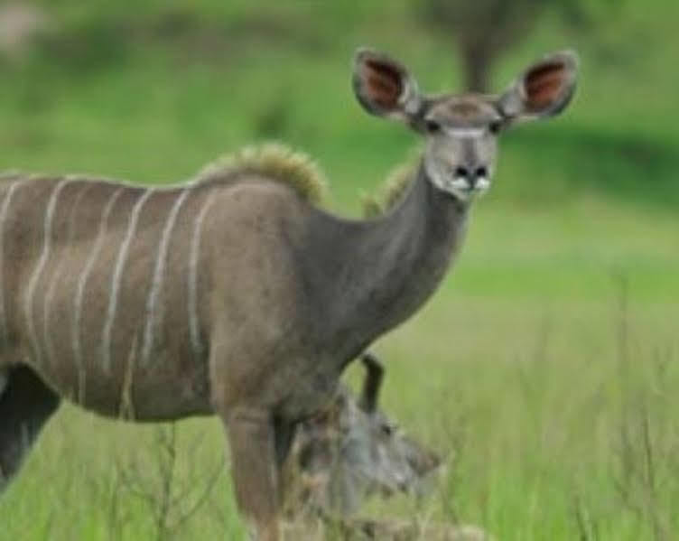 Muluwa Lodge White River Bagian luar foto